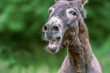 A mule makes a face during mating. Concept: animals or wildlife