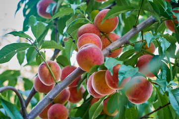 A branch of fresh peaches on a tree in a home garden.