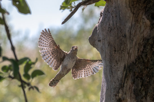 A wryneck (Jynx torquilla) flies to his tree cave. Concept: animals or birds