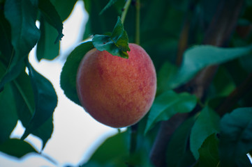 One fresh peach on a tree branch in the garden.