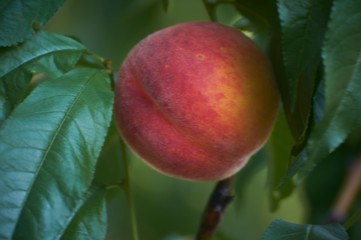 One fresh peach on a tree branch in the garden.