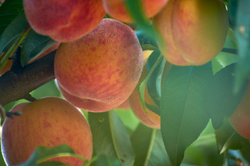 Several fresh peaches on a tree branch in the garden.