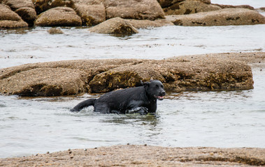 Fototapeta premium Baignade du Labrador