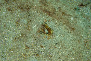 Goby fish in its burrow