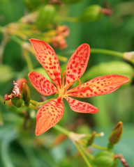 Blackberry Lily
