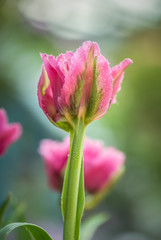 Tulips, Tulipa, Tulipmania Floral display