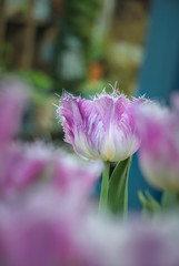 Tulips, Tulipa, Tulipmania Floral display