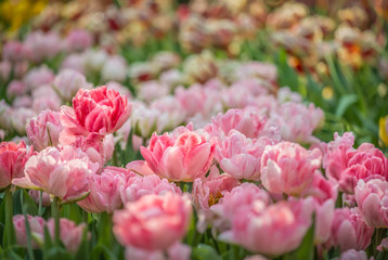 Tulips, Tulipa, Tulipmania Floral display