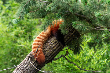 red panda (Ailurus fulgens)