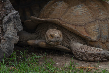 African spurred tortoise (Centrochelys sulcata)