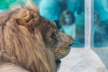 African Lion (Panthera Leo)