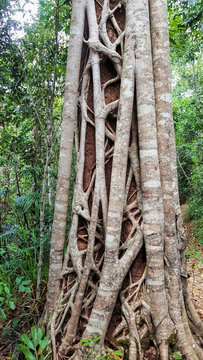Strangler Fig Tree in the tropical forest close up view