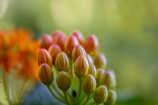 bud of a flower