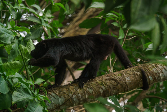 Howler Monkey Belize