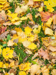 Yellow autumn maple leaves lie on the grass 