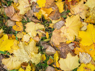 Yellow autumn maple leaves lie on the grass 