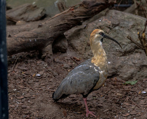 White, Tan, and Grey Plumage on a Black Faced Ibis on the Ground
