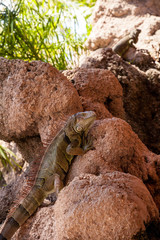 Green Iguana also known as Iguana iguana