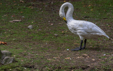 White Plumage on a Swan in a Grassy Field