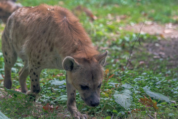 Earth Toned Fur on a Spotted Hyena in a Grassy Field