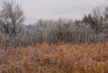trees in fog