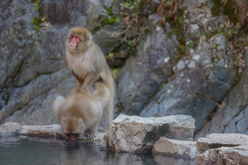 Japanese wild monkey couple making love at natural YAENKOEN park onsen or hot spring, NAGONO JAPAN