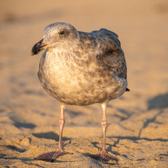 Gaviota en la Playa