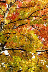 Close up of maple tree at Japanese autumn park