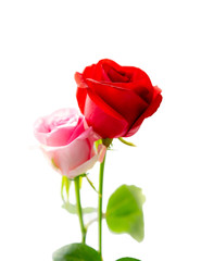 Red and Pink rose , Isolated on white background