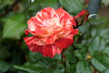 Hybrid Rose