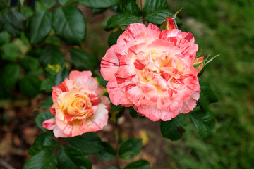 Hybrid Roses