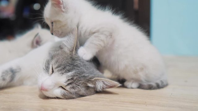 little cute kitten sleeping next to cat mom. cat family care love friendship and understanding. cute pets funny video. little white cute kitten and adult cat pet lifestyle concept