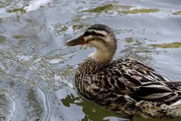 Canard