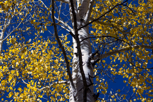 autumn leaves on tree