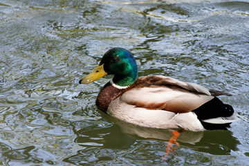 Canard