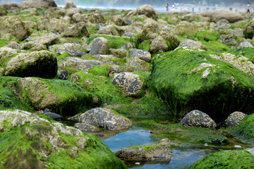 Green moss on rocks