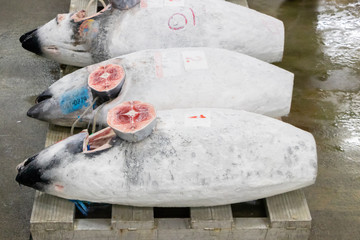 静岡県沼津魚市場　マグロの競り場