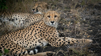 South Africa cheetah