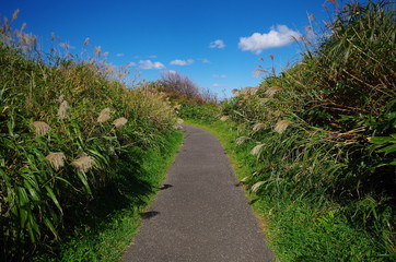 草むらのなかの遊歩道