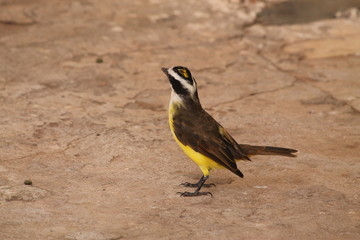 A Bird