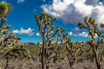 Joshua trees forest in Arizona desert