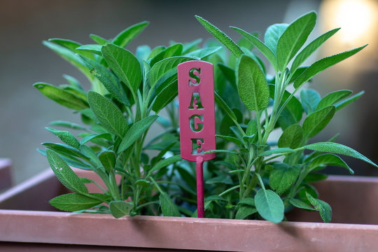 Sage Plant
