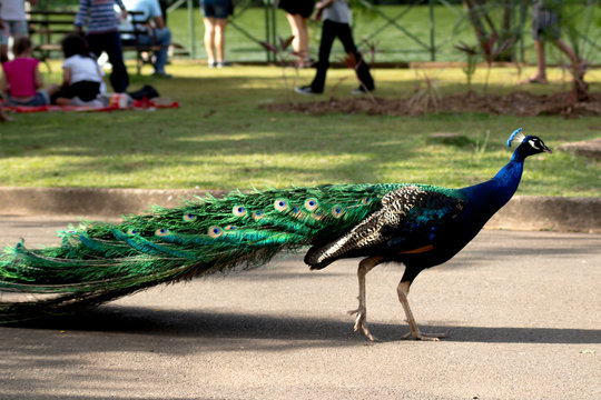 zoologico pavao