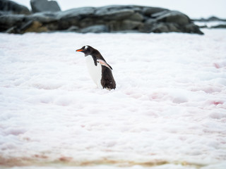 Gentoo Penguin walking