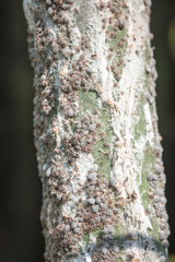 A group of locusts on bamboo