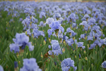 Isolated view of sunlit field of rows of blooming iris lowers, pale blue petals, green leaves, mid-ground focus, daytime  - selective focus