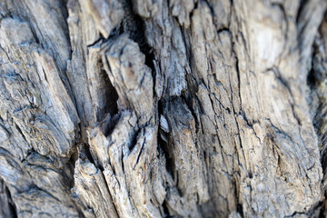 Old tree trunk