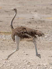Crédence de cuisine en verre imprimé Autruche ostrich running in Serengeti National Park, Tanzania, Africa.