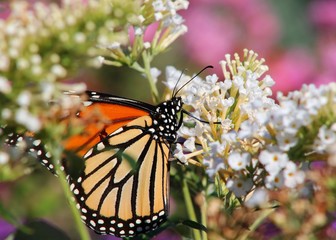 Butterfly Summer Smells