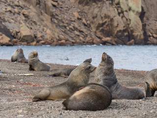 Fur Seal Colony on Antarctic island